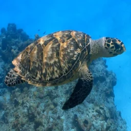 Symbol von Schildkröte Hintergrundbild